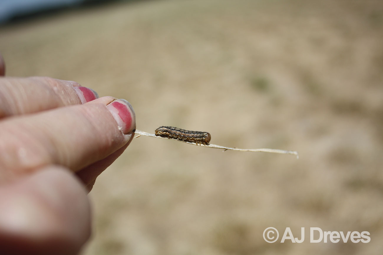 True armyworm, Mythimna (= Pseudaletia) unipuncta can feed heavily on leaf blades of tall fescue and orchardgrass