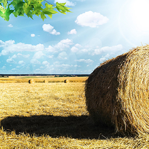 Round hay bale in a field with bright blue sky in the background